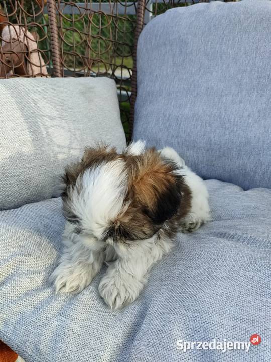 Shih Tzu Shih Tzu