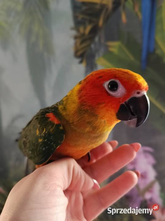 Papuga konura słoneczna ręcznie karmiona Miastko