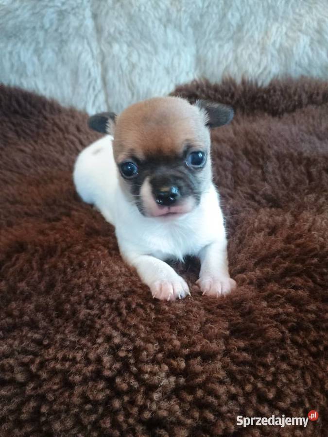 W naszej domowej hodowli powitaliśmy pięknego Kleszczów