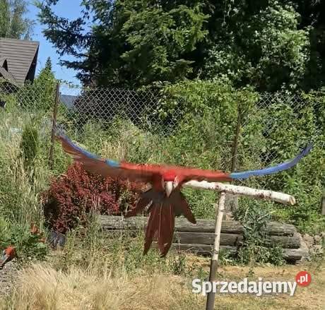 Ara Chloroptera samiec Ptaki