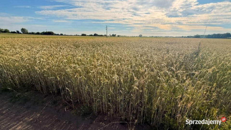 DZIAŁKA PIOTROWICE 79 ARÓW MPZP wielkopolskie
