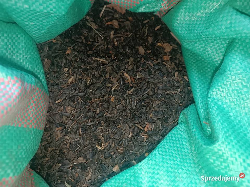 Kukurydza sucha i mielona Przenzyto przenica lubelskie Łuków