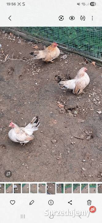 Kurki sarama malezyjska Tylmanowa