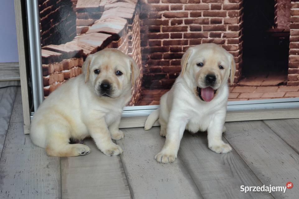 Szczeniaki Labrador Retriever biszkoptowe sprzedam