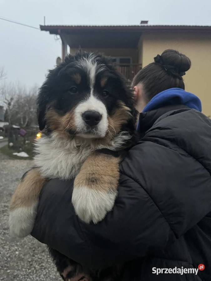 Berneński pies pasterski Bobi Berneński Pies Pasterski