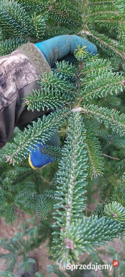 Stroisz gełęzie jodłą kaukaska Mazowieckie mazowieckie sprzedam