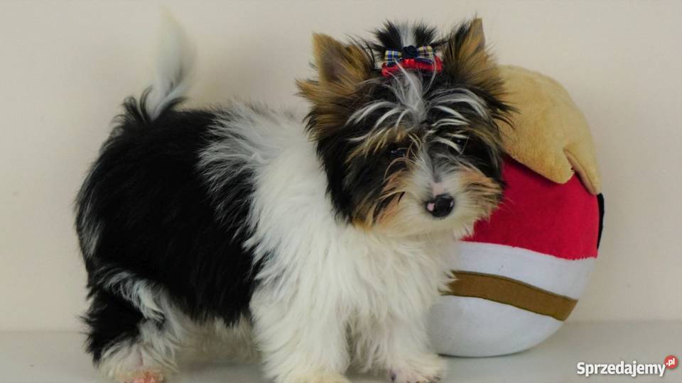 Biewer Yorkshire Terrier z metrykami ZKwP FCI Poddębice sprzedam