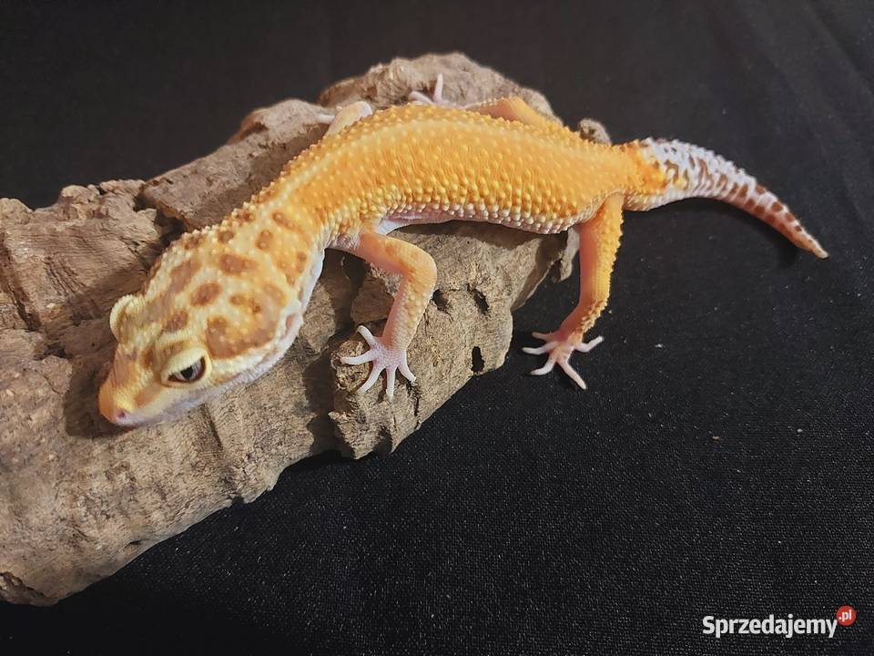 Gekon lamparci gekony lamparcie samice Reda