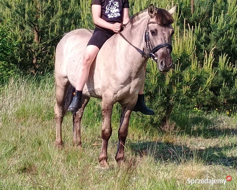 Konik polski cudowny charakter dzieci dolnośląskie Sobin
