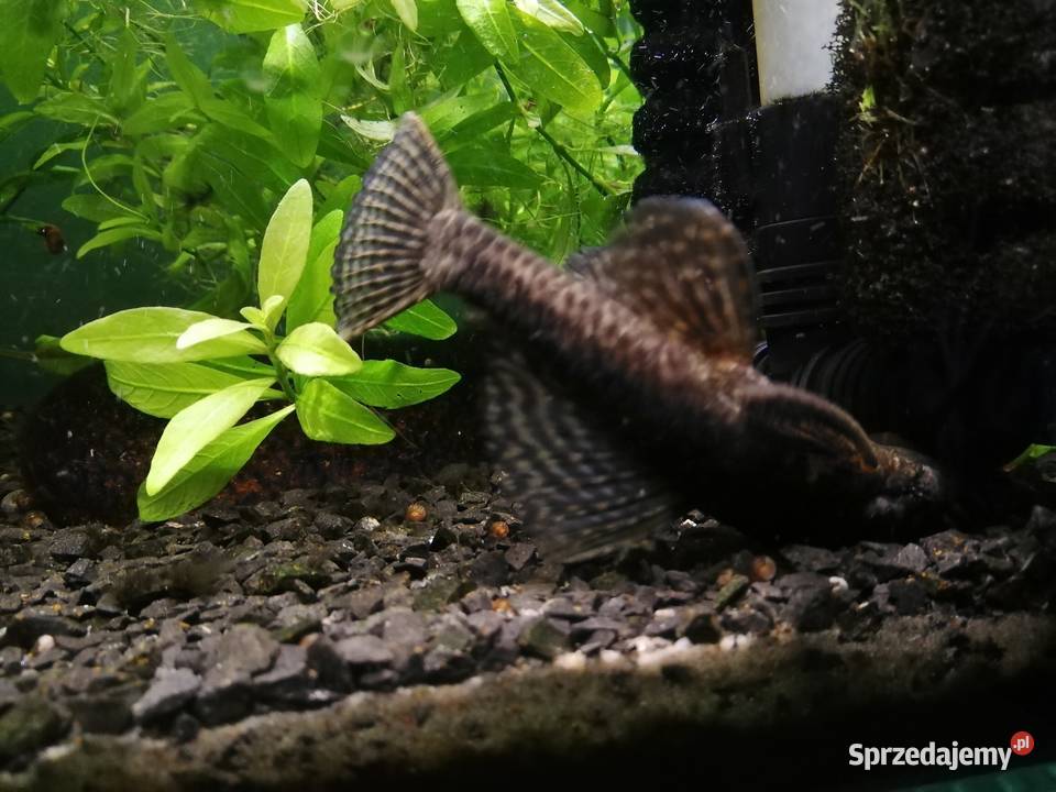 Akwarium aquael 33 litry z roslinkami i rybami zachodniopomorskie Szczecin