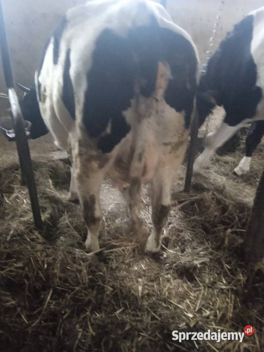 sprzedam jałówkę na wycieleniu Parądzice