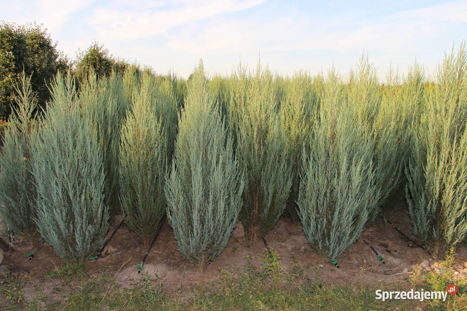 Jałowiec skalny Juniperus scop BLUE ARROW 180200 Warszawa sprzedam