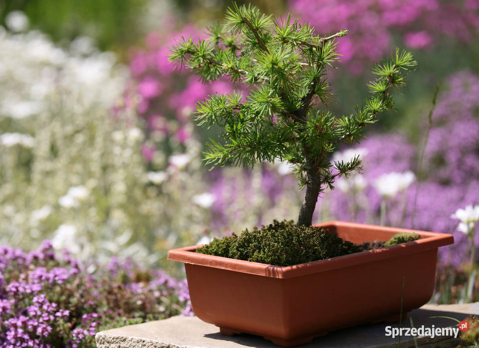 Doniczka bonsai zestaw 5 sztuk donica plastikowa Myszków