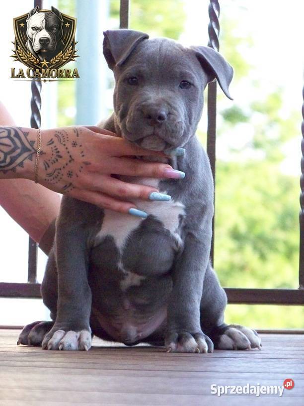 Amstaff Blue mocny samiec Paczków
