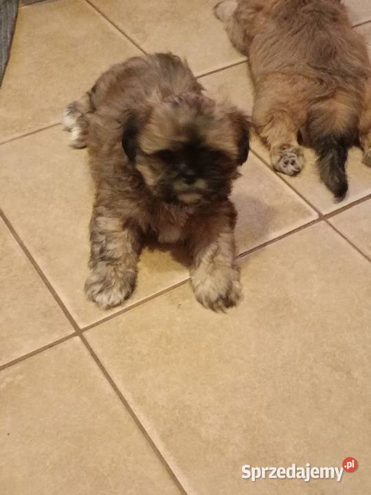 Promocja Piesek szczeniak Shih tzu z rodowodem Skołyszyn