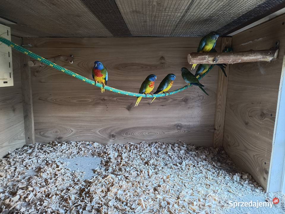 Łąkówki Wspaniałe Gniezno sprzedam