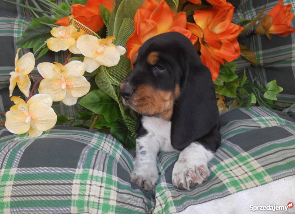 Basset Hound SZCZENIĘTA Z ELITARNYM RODOWODEM Radziejów