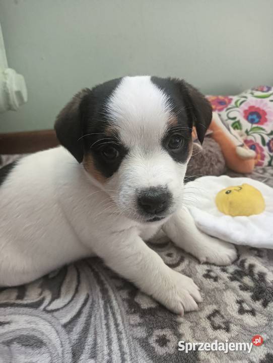 Suczka jack russell terrier Częstochowa