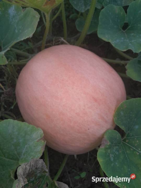 Dynie różne Goławin