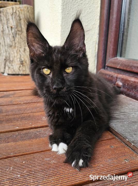 przymilny duży Maine Coon FPL Gdańsk sprzedam