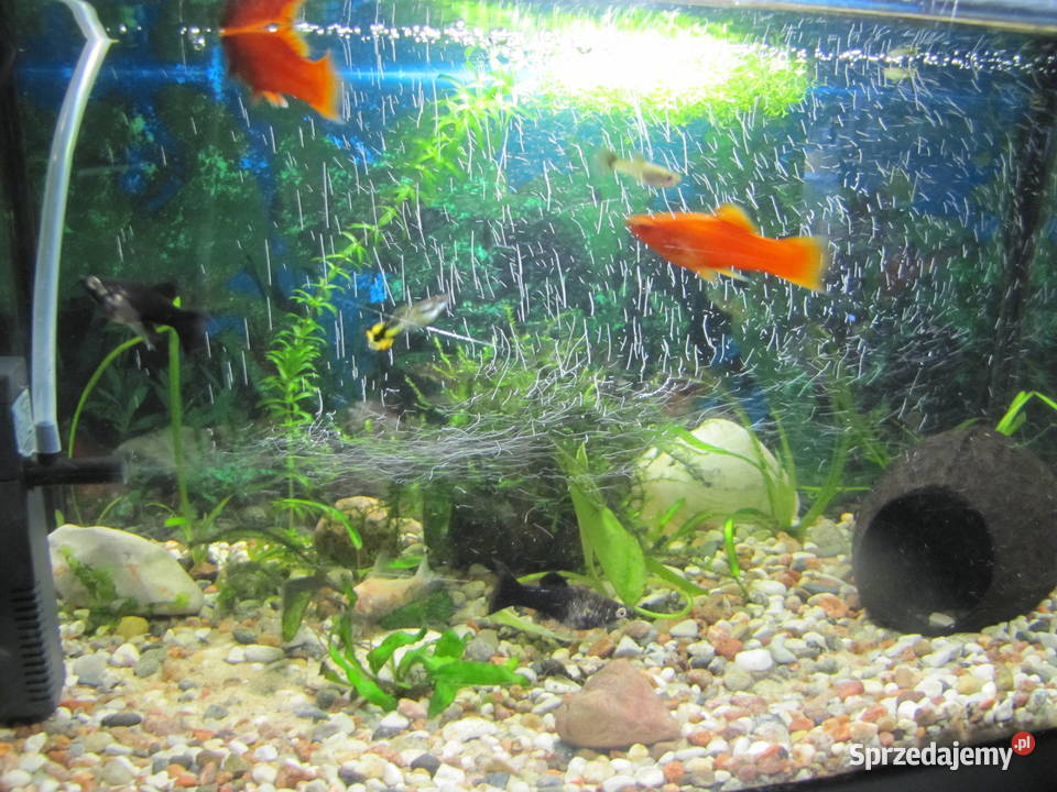 Akwarium z obsadą Toruń