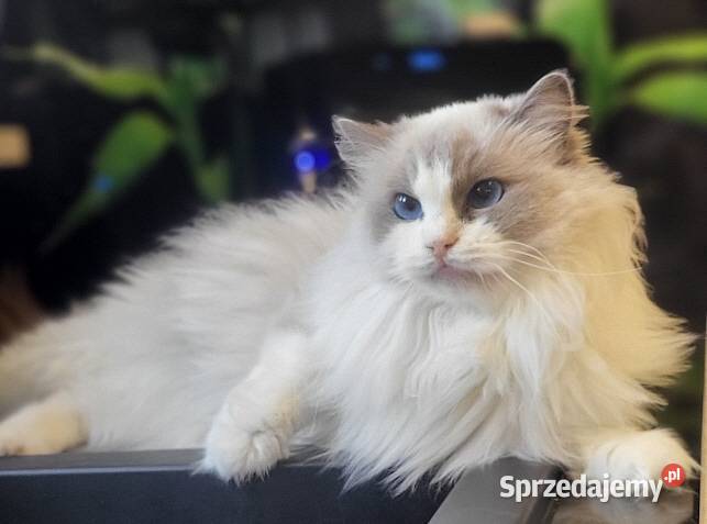 Dorosła kotka Ragdoll z rodowodem kastratka Ragdoll Gdańsk