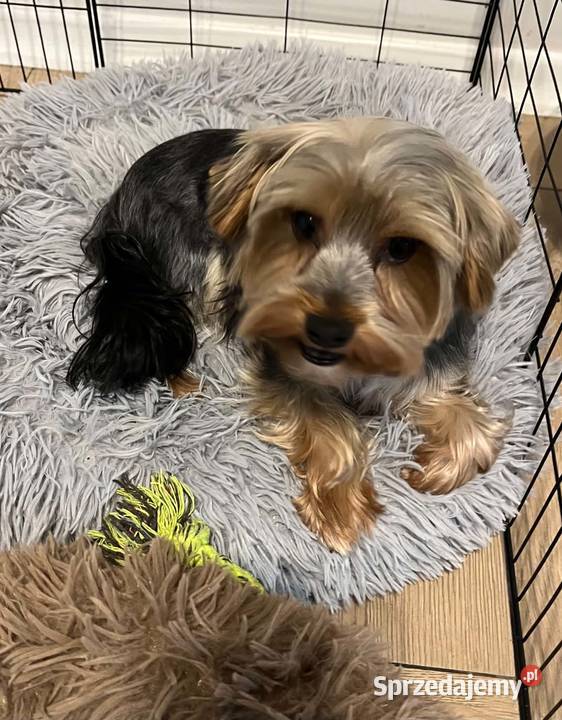 yorkshire terrier pies