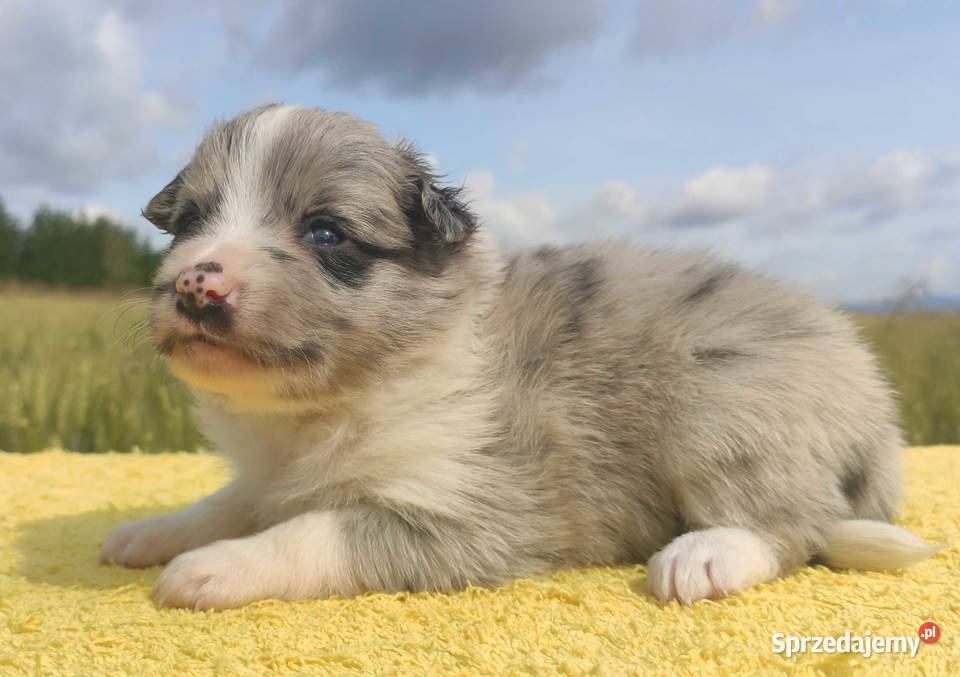 Wspaniała suczka bluemerle BORDER COLLIE
