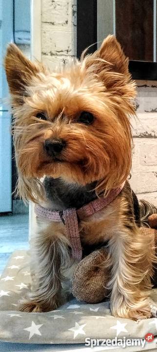 Australian Silky Terier Stargard