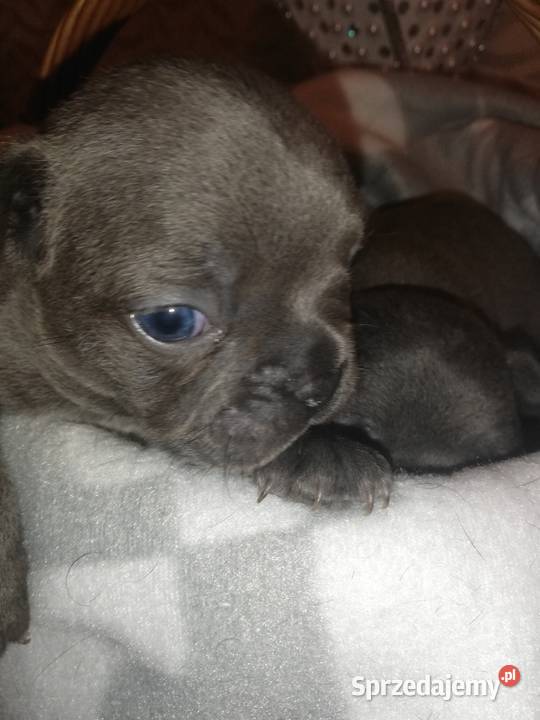 buldog francuski niebieskie Borzęcin