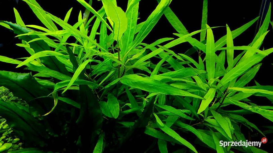 Hygrophila Angustifolia roślina akwariowa Szamotuły