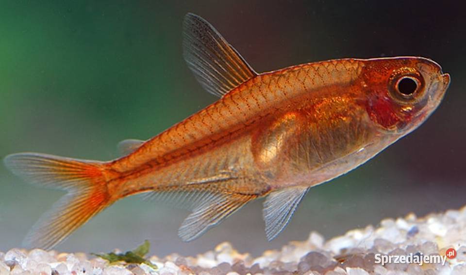 Bystrzyk Amandy Hyphessobrycon amandae SZEROKA Gdańsk