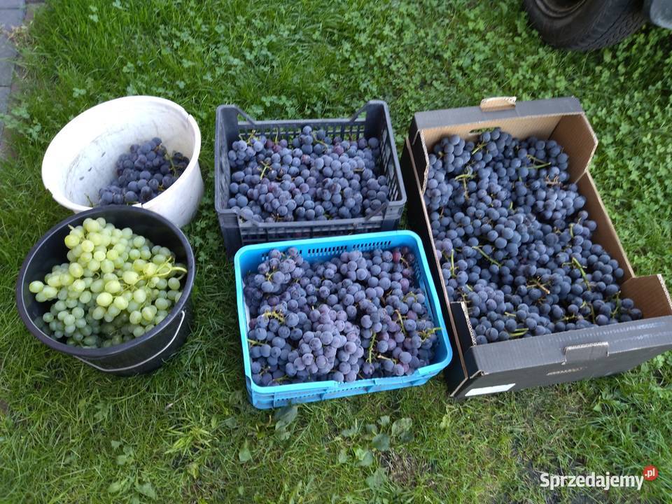 Winogron na soki wino bezpośredniego spożycia Wrocław
