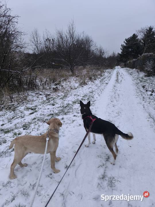 Labrador retriever Łódź