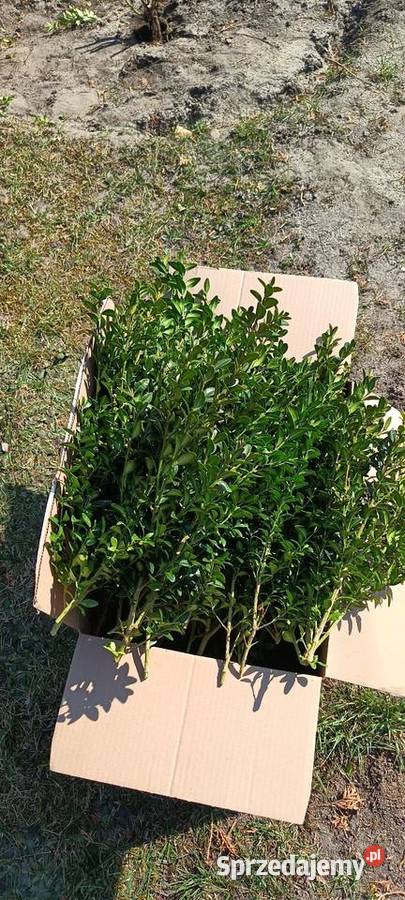 Bukszpan Świeżo cięty Częstochowa