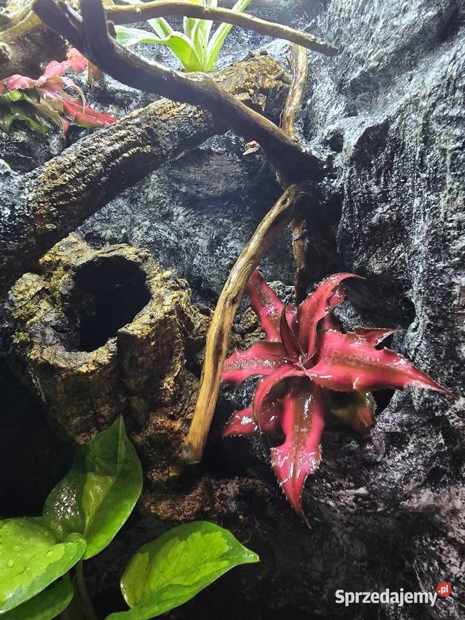 Terrarium tropikalne 25x25x40 z gekonami wielkopolskie Ostrów Wielkopolski sprzedam