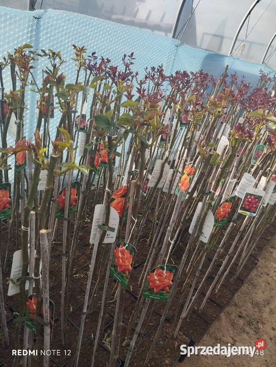 Róża sztamowa lubelskie Nowy Pożóg