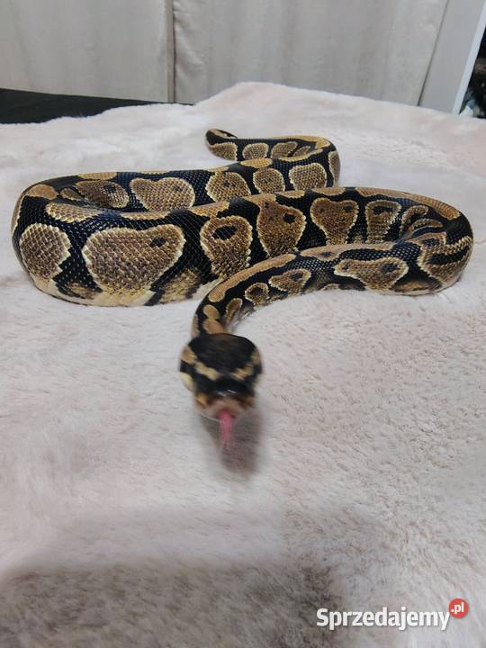 Pyton Królewski Regius Samiec