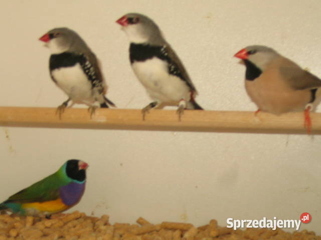 amadyny samce małopolskie