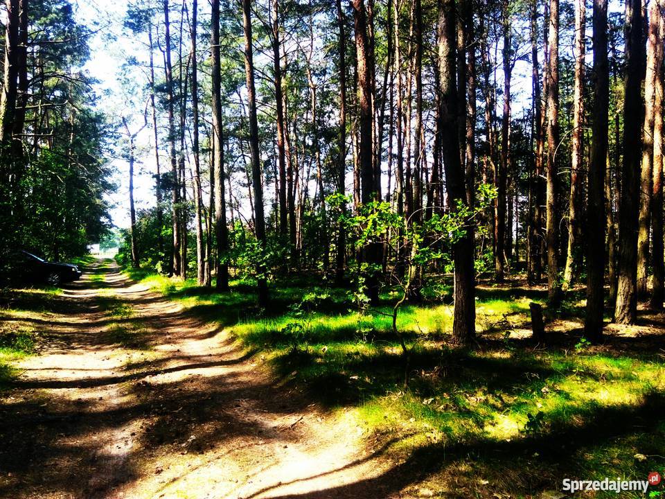 Działka leśna jeziorem w Starym Kramsku Stare Kramsko
