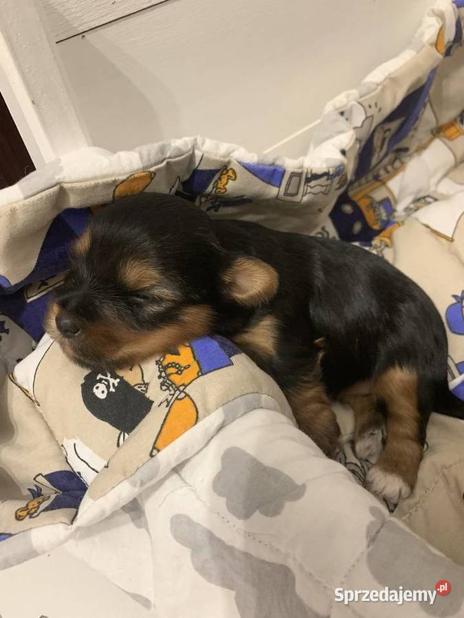 Śliczne Yorki Słupsk sprzedam