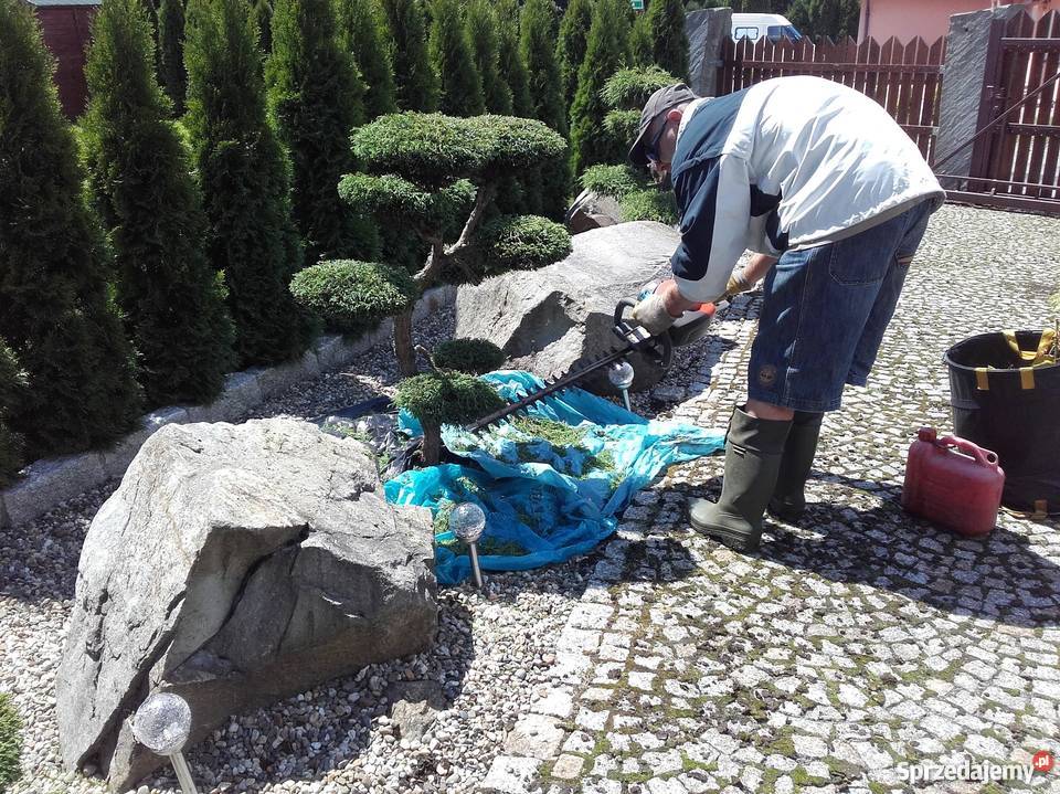 Bonsai do ogrodu bonsai ogrodowe drzewka śląskie Ustroń sprzedam