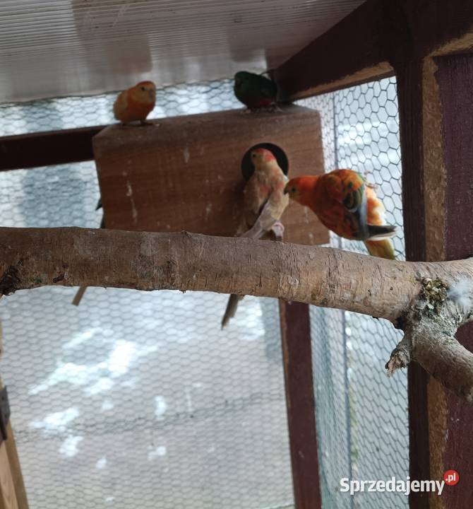 Ptaki kolorowe 8 wielkopolskie Lwówek