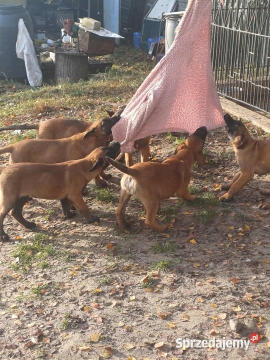 Owczarek Belgijski Owczarek Zambrów