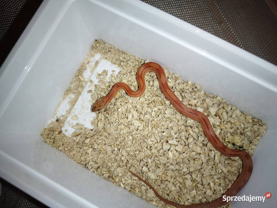 Wąż zbożowy różne odmiany genetyczne Zwierzęta Jawor