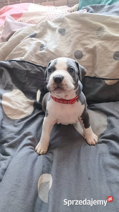 Amstaff Chłopaki Szczeniąta Amstaff Radomsko