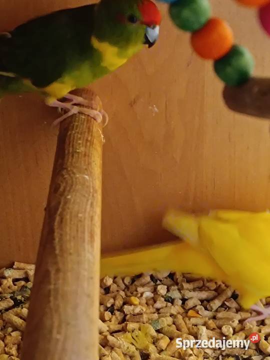 Modrolotki 2 pary Ostrowiec Świętokrzyski