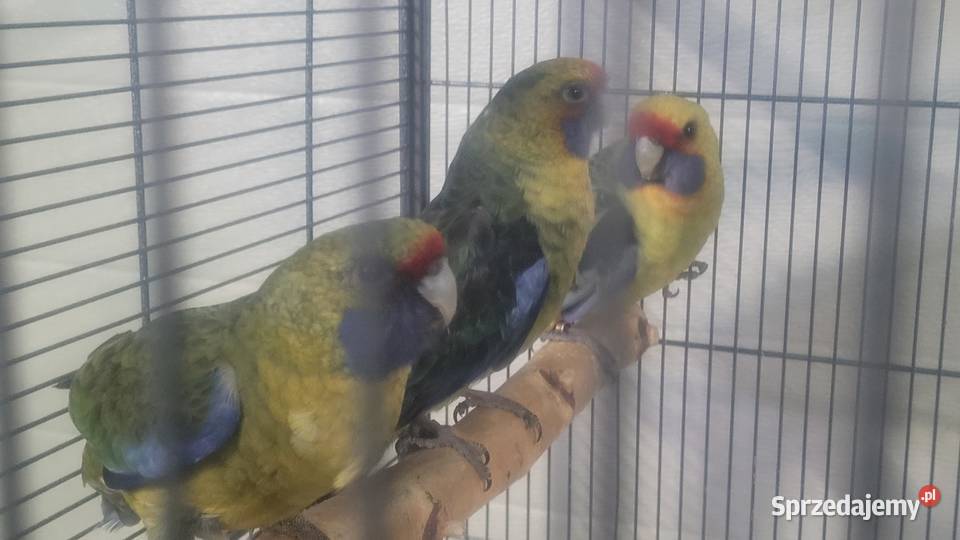 Rozella kaledońska samica Wieliczka