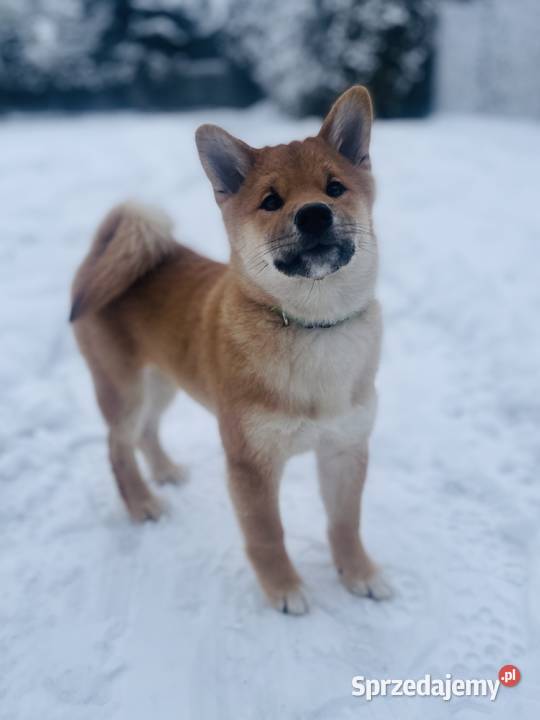 Shiba Inu szczeniak pies o czerwonym umaszczeniu