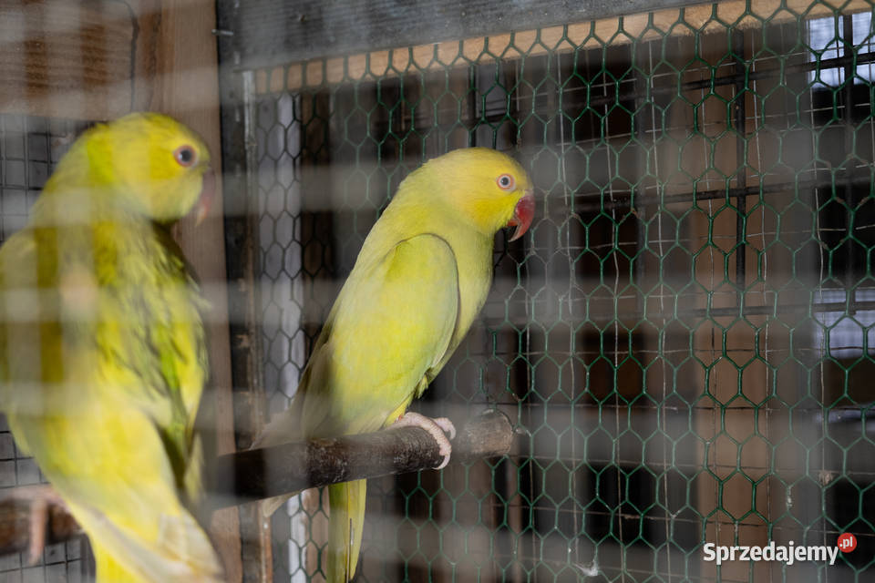 Aleksandretty Obrożne Lacewing Chmielnik